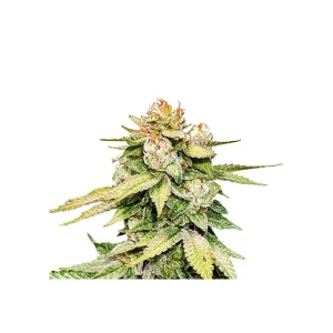 GG 4 Auto – Seed Stockers
