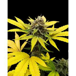 Gorilla Kush Fast – Ganja Farmer Nasiona