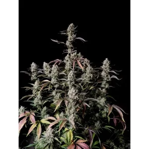 Gorilla Zkittlez Auto – Fast Buds