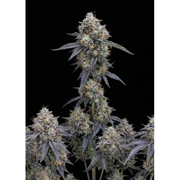 Grape Ape Auto – Ganja Farmer Nasiona Grape Ape Auto – Ganja Farmer Nasiona