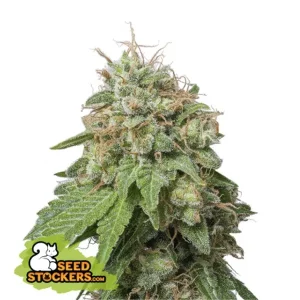 Green Crack Auto – Seed Stockers