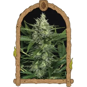 Green Gummy Auto – Exotic Seed