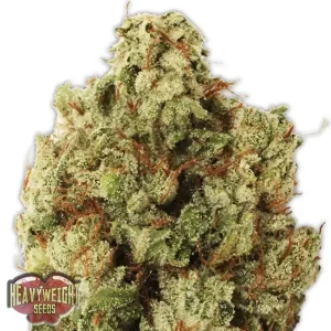 Green Ninja – Heavyweight Seeds