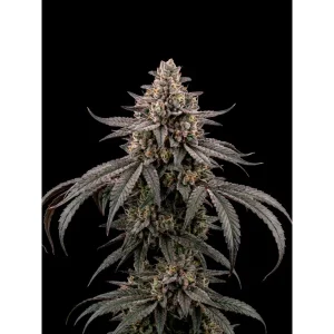Gushers Auto – Ganja Farmer Nasiona