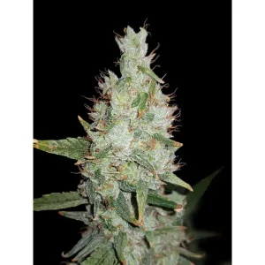 Hawaiian Snow Auto – Ganja Farmer Nasiona
