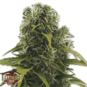 High Density Auto – Heavyweight Seeds