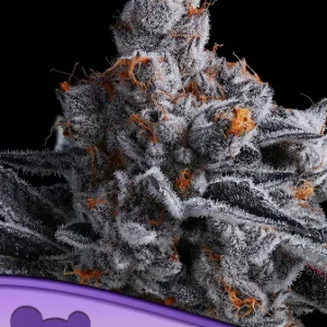 High Mars – Anesia Seeds
