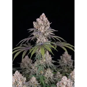 Ice Cream Cake – Ganja Farmer Nasiona