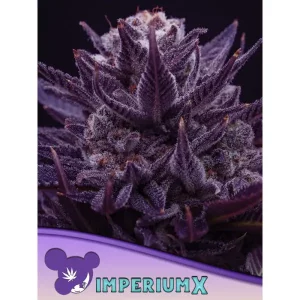 Imperium X – Anesia Seeds
