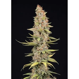Jack Herer Fast – Ganja Farmer Nasiona