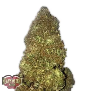 Jackpot Auto – Heavyweight Seeds