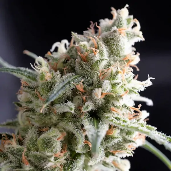 Kukulkan – Pyramid Seeds Kukulkan – Pyramid Seeds