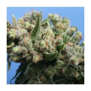 La S.A.G.E. – T.H. Seeds