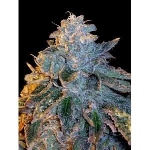 LA Kush Cake – Ganja Farmer Nasiona