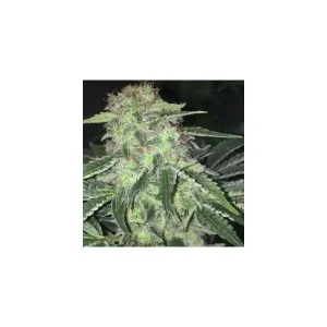 Kushage – T.H. Seeds