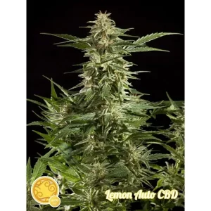 Lemon Auto CBD – Philosopher Seeds