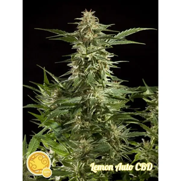 Lemon Auto CBD – Philosopher Seeds Lemon Auto CBD – Philosopher Seeds