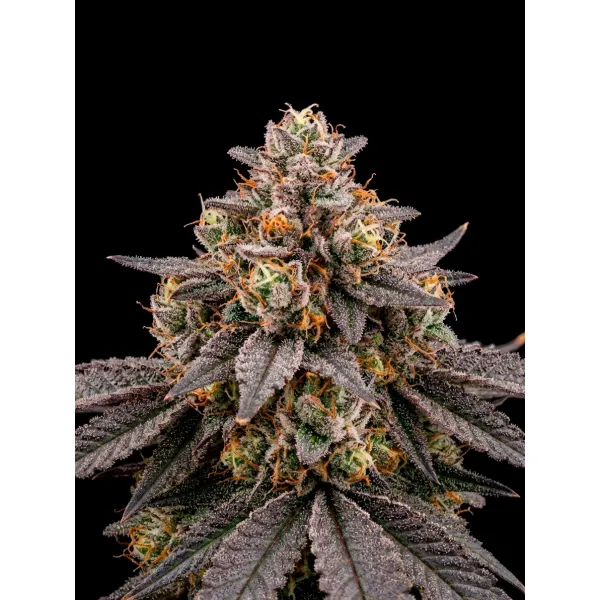 Lemon Cherry Gelato Auto – Ganja Farmer Nasiona Lemon Cherry Gelato Auto – Ganja Farmer Nasiona