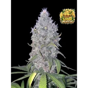 Lemon Muffin Fast – Ganja Farmer Nasiona