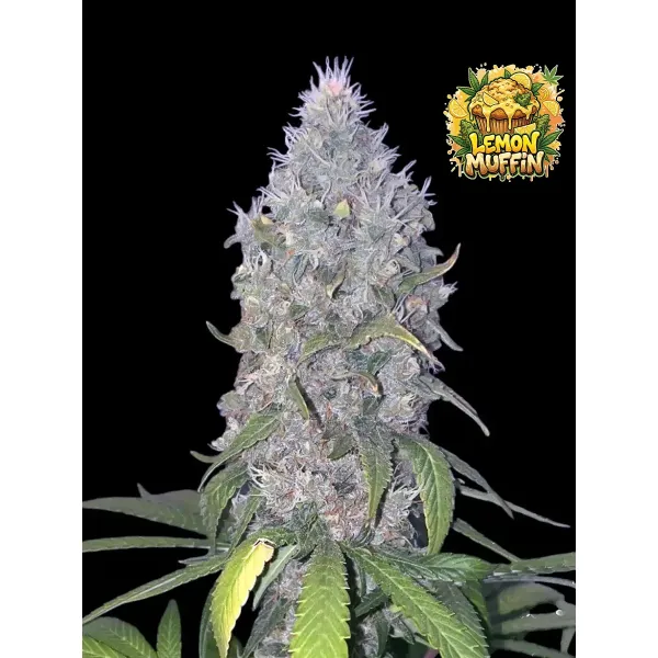 Lemon Muffin Fast – Ganja Farmer Nasiona Lemon Muffin Fast – Ganja Farmer Nasiona