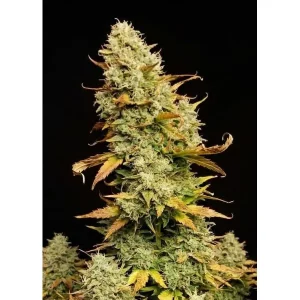 Lemon Skunk Auto – Ganja Farmer Nasiona