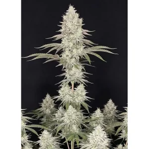 Kush Mints Fast – Ganja Farmer Nasiona