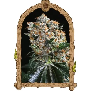 Malasana Cookies – Exotic Seed
