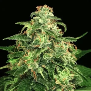 Mango Cream – Exotic Seed