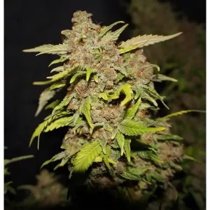 French Cookies – T.H. Seeds