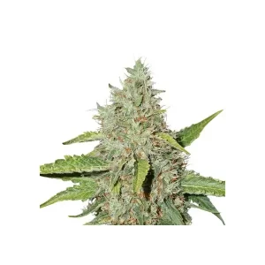 Northern Lights Auto – Seed Stockers