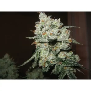 OG Kush tanie nasiona BULK