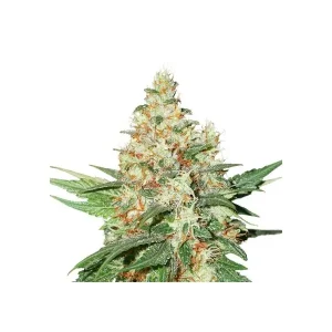 OG Kush Auto – Seed Stockers