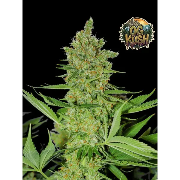 OG Kush Fast – Ganja Farmer Nasiona OG Kush Fast – Ganja Farmer Nasiona