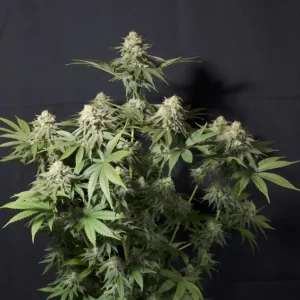 Orange Sherbet FF – Fast Buds