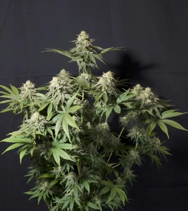 Orange Sherbet FF – Fast Buds Orange Sherbet FF – Fast Buds