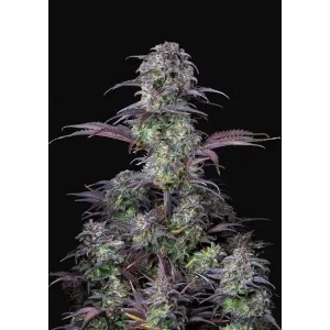 Original Blueberry Auto – Fast Buds