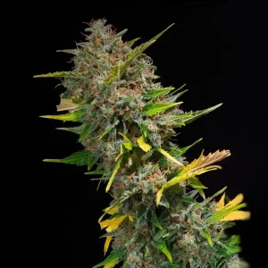 Outdoor Afghan – Tanie nasiona BULK