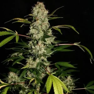 Outdoor Cheese XL – Tanie nasiona BULK