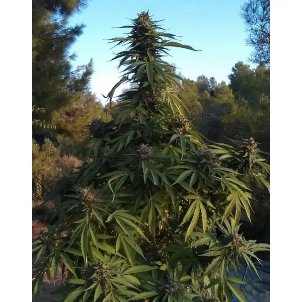 Outdoor OG Kush – Tanie nasiona BULK Outdoor OG Kush – Tanie nasiona BULK