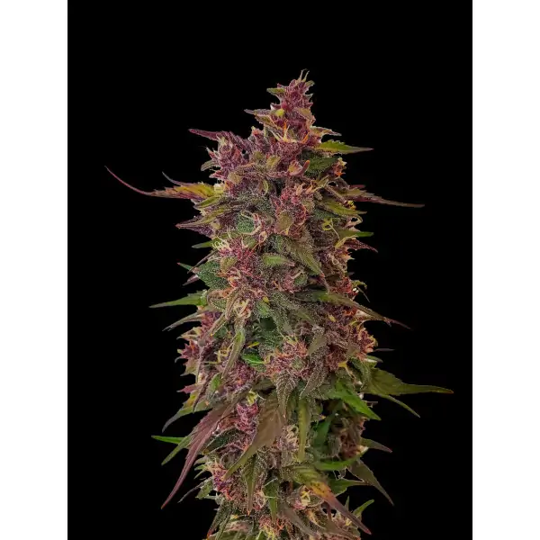 Peanut Butter Breath – Ganja Farmer Nasiona Peanut Butter Breath – Ganja Farmer Nasiona