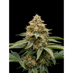 Power Plant Regular – Ganja Farmer Nasiona