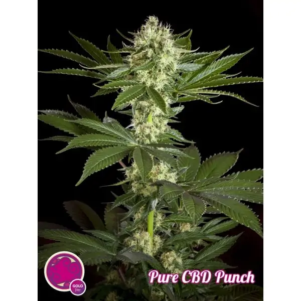 Pure CBD Punch – Philosopher Seeds Pure CBD Punch – Philosopher Seeds