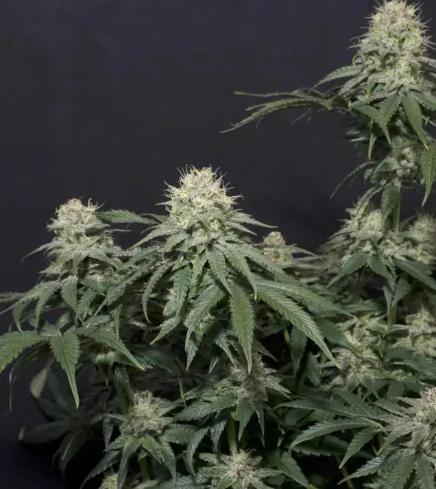 Tropicana Cookies FF – Fast Buds Tropicana Cookies FF – Fast Buds