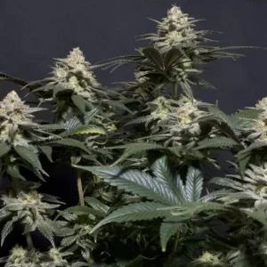 Tropicana Cookies FF – Fast Buds