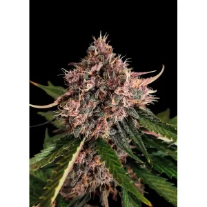 Purple OG Punch Auto – Ganja Farmer Nasiona