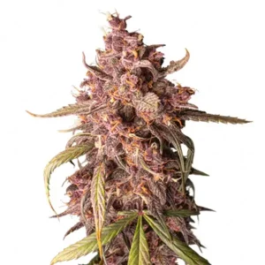 Purple Punch Auto – Seed Stockers