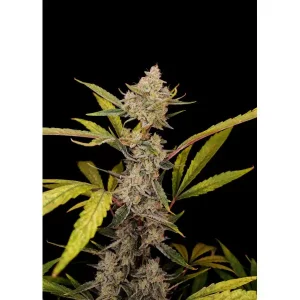 Red Gorilla Cookies Auto – Ganja Farmer Nasiona