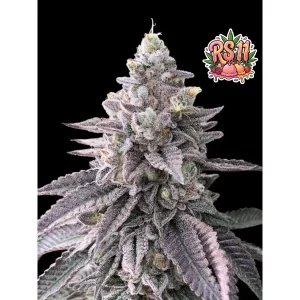 RS11 Rainbow Sherbet – Ganja Farmer Nasiona