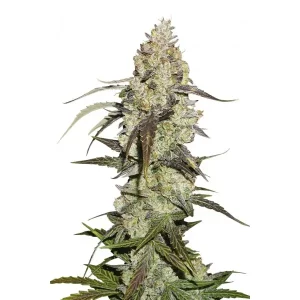 Runtz – Seed Stockers