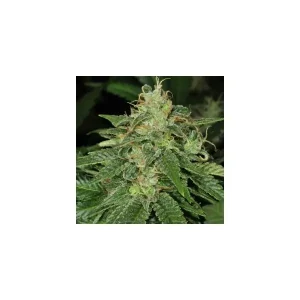 French Cookies – T.H. Seeds